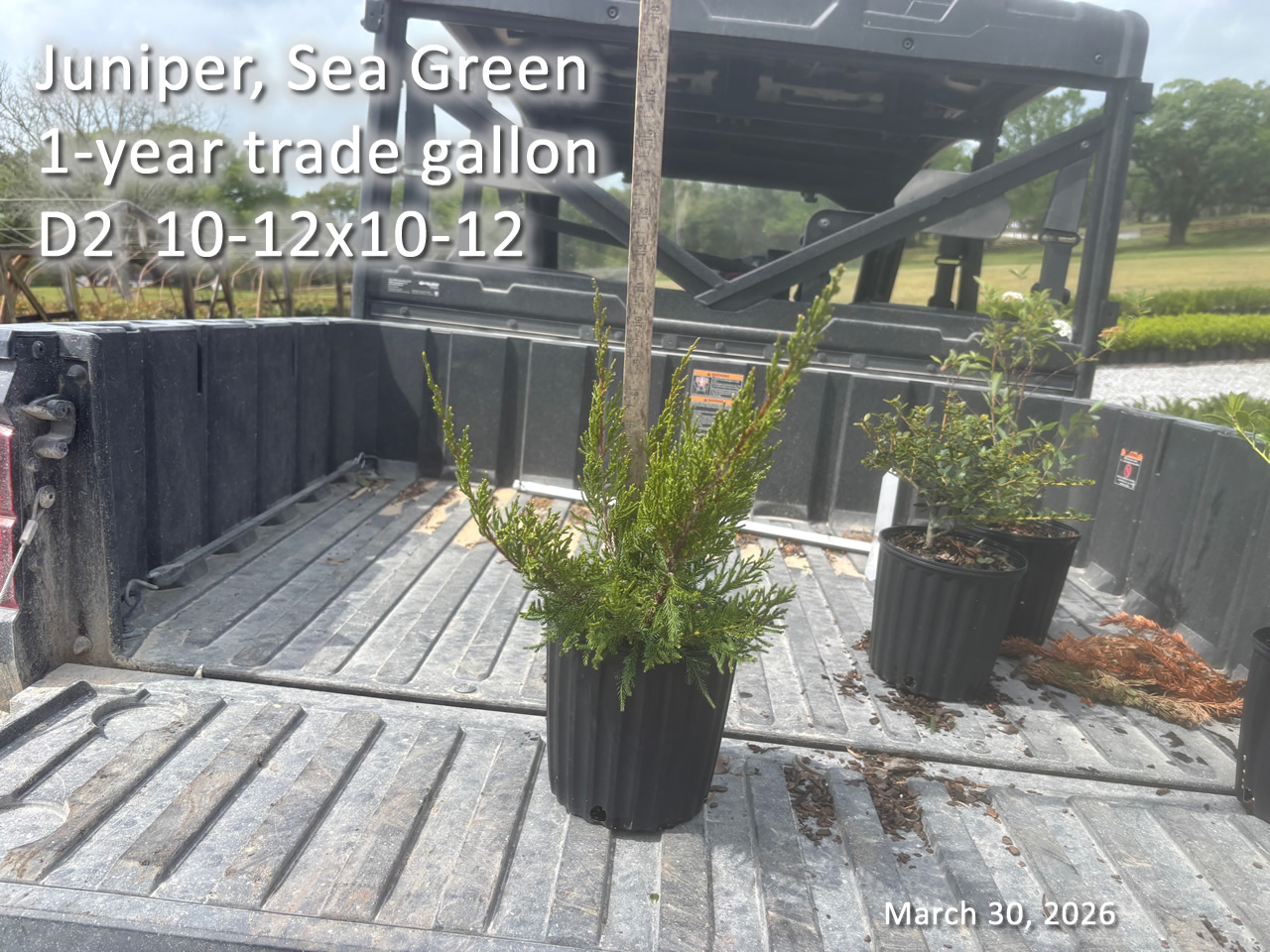 gallery/jsg1yt d2 mar30.jpg